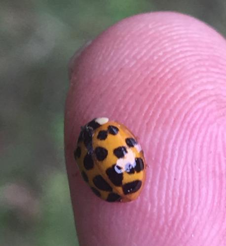 Harmonia axyridis